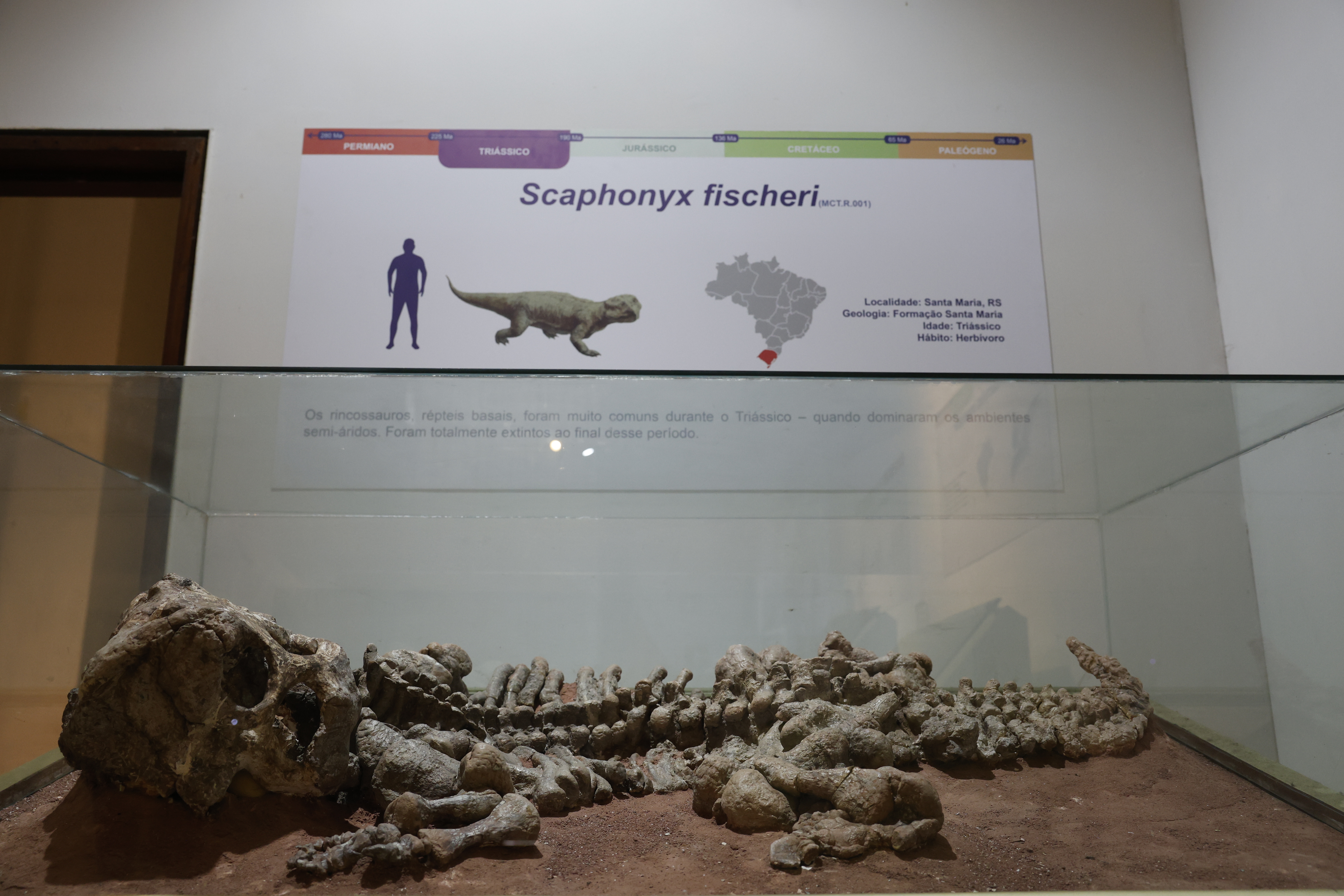 Fosilio de dinosaŭro en ekspozicio de la Muzeo pri Tersciencoj